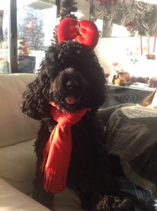 Miss Maisy at Christmas