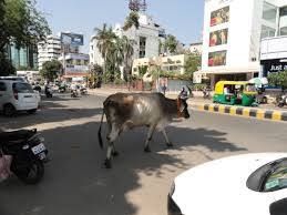 cow crossing