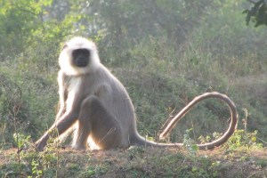 cropped langur
