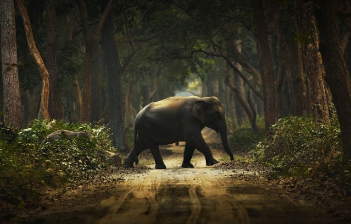 Dudhwa elephant