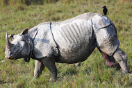 dudhwa rhino