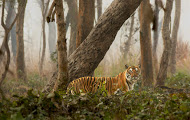 Dudhwa tiger