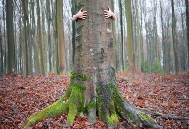Tree hugging